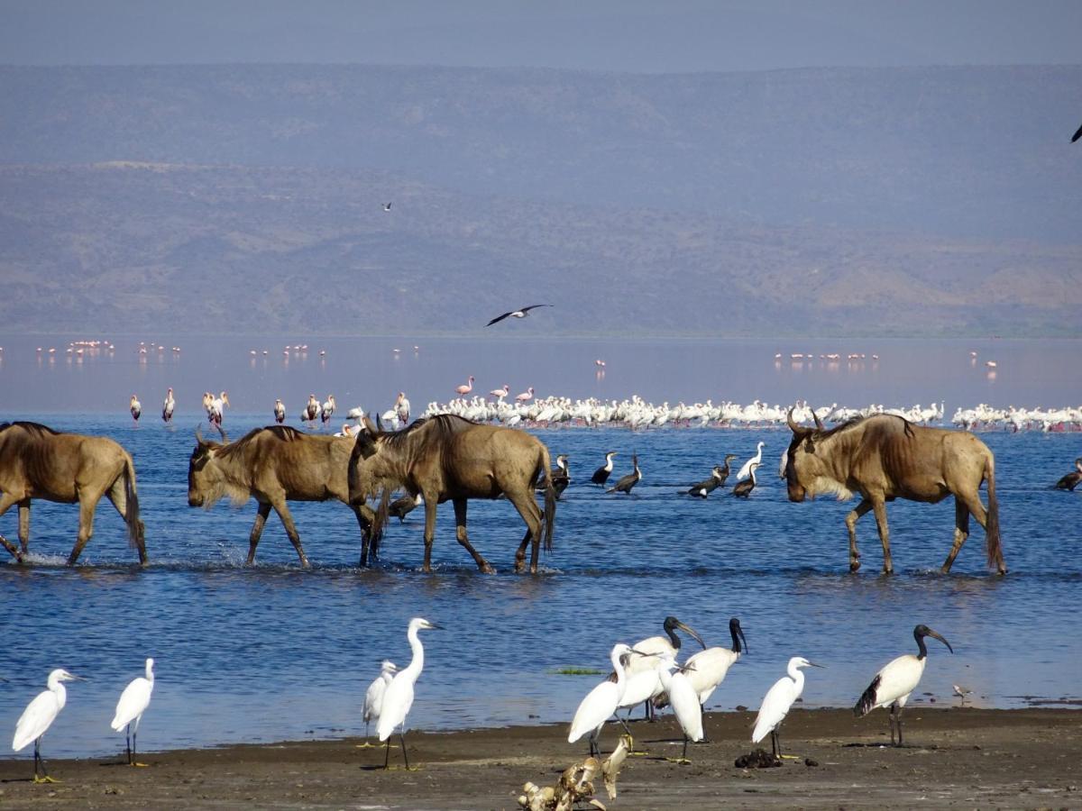 Africa Safari Lake Natron Mtowabaga Ngoại thất bức ảnh